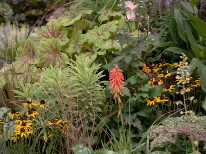 perennials in flowerbed including red hot poker and heuchera