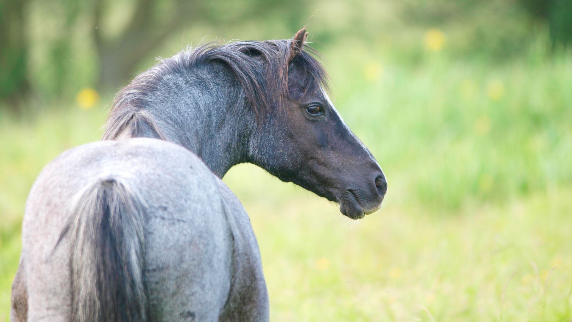 blue roan horse with tail to camera looking to right