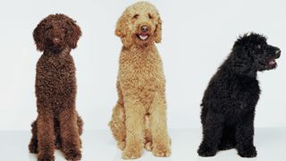 Three poodles in different colors