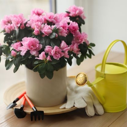 Light pink azalea in pot on table indoors with small watering can nearby