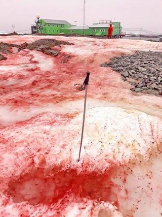 Blood-red algae blanket the snow near Antarctica's Vernadsky Research Base