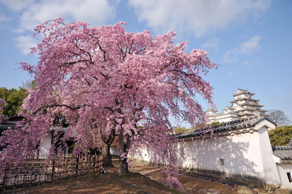 Could cherry blossoms one day be blooming in winter? – University