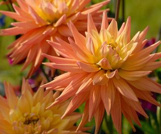 cactus dahlia karma corona in bloom