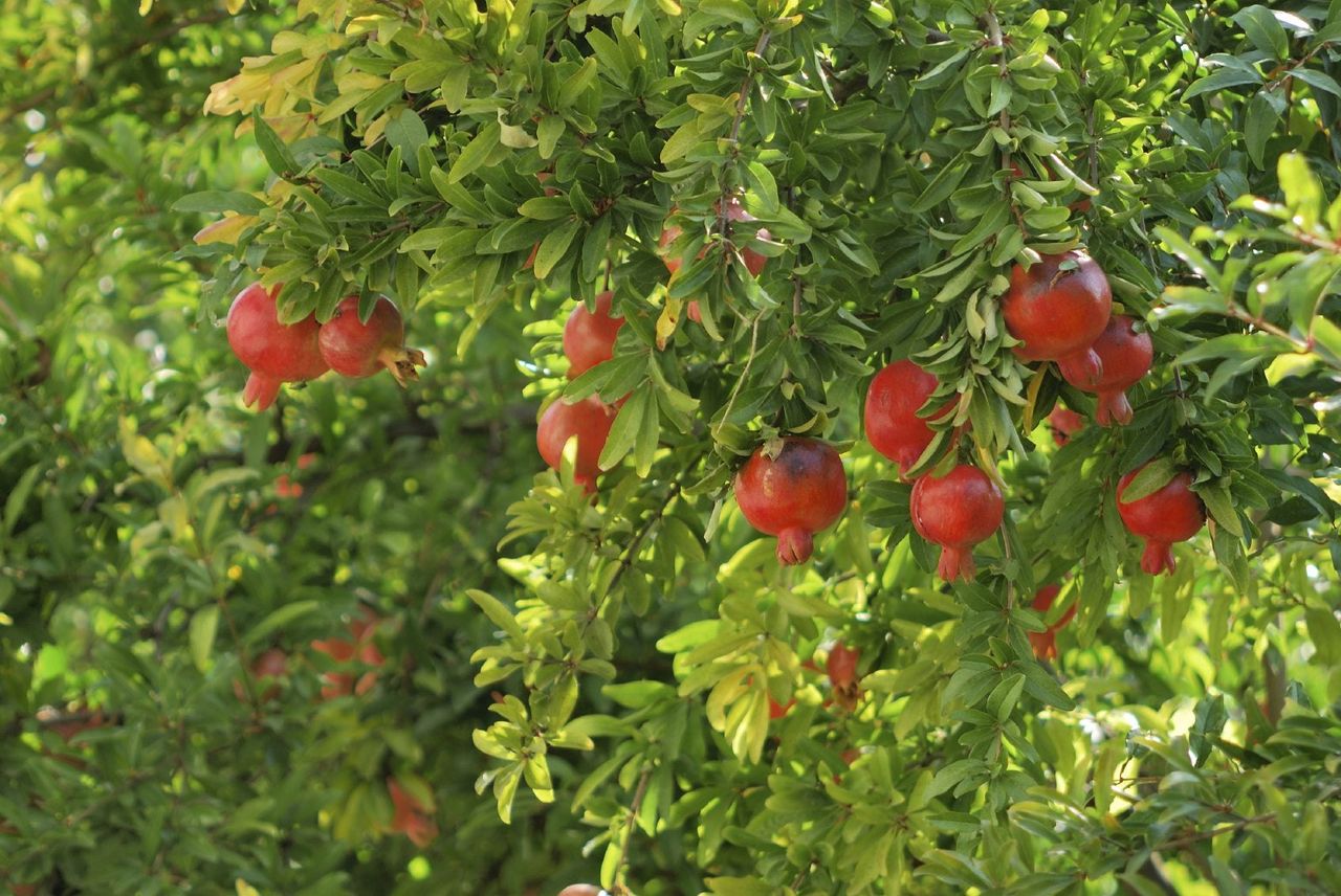 Pomegranate Tree Full Of Fruits