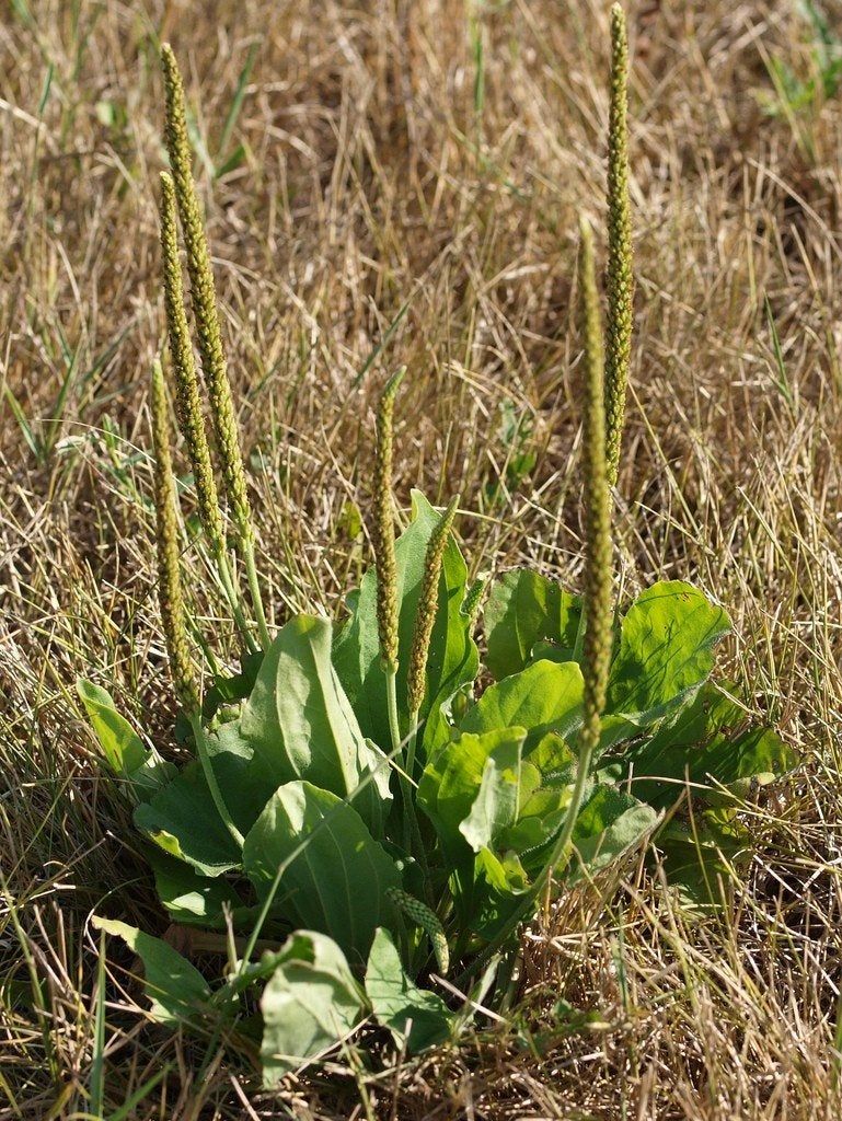 Plantain Weed