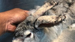 Rabbit with sarcoptic mange