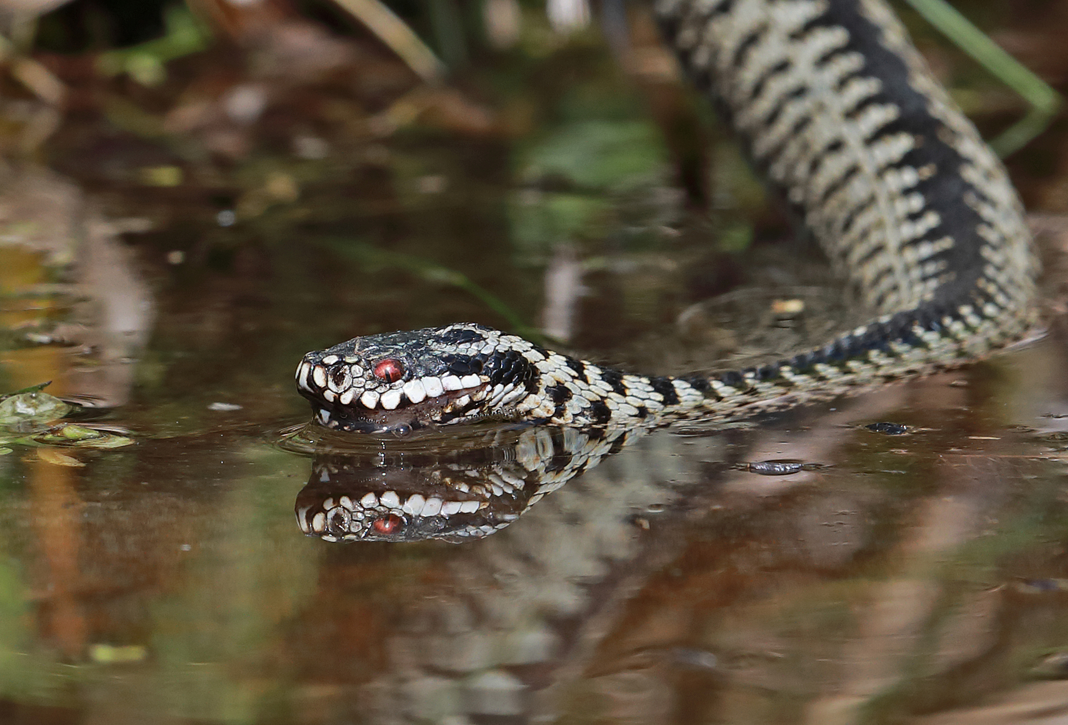 European Adder (Vipera berus) adult male drinking from Eccles-on-Sea, Norfolk
