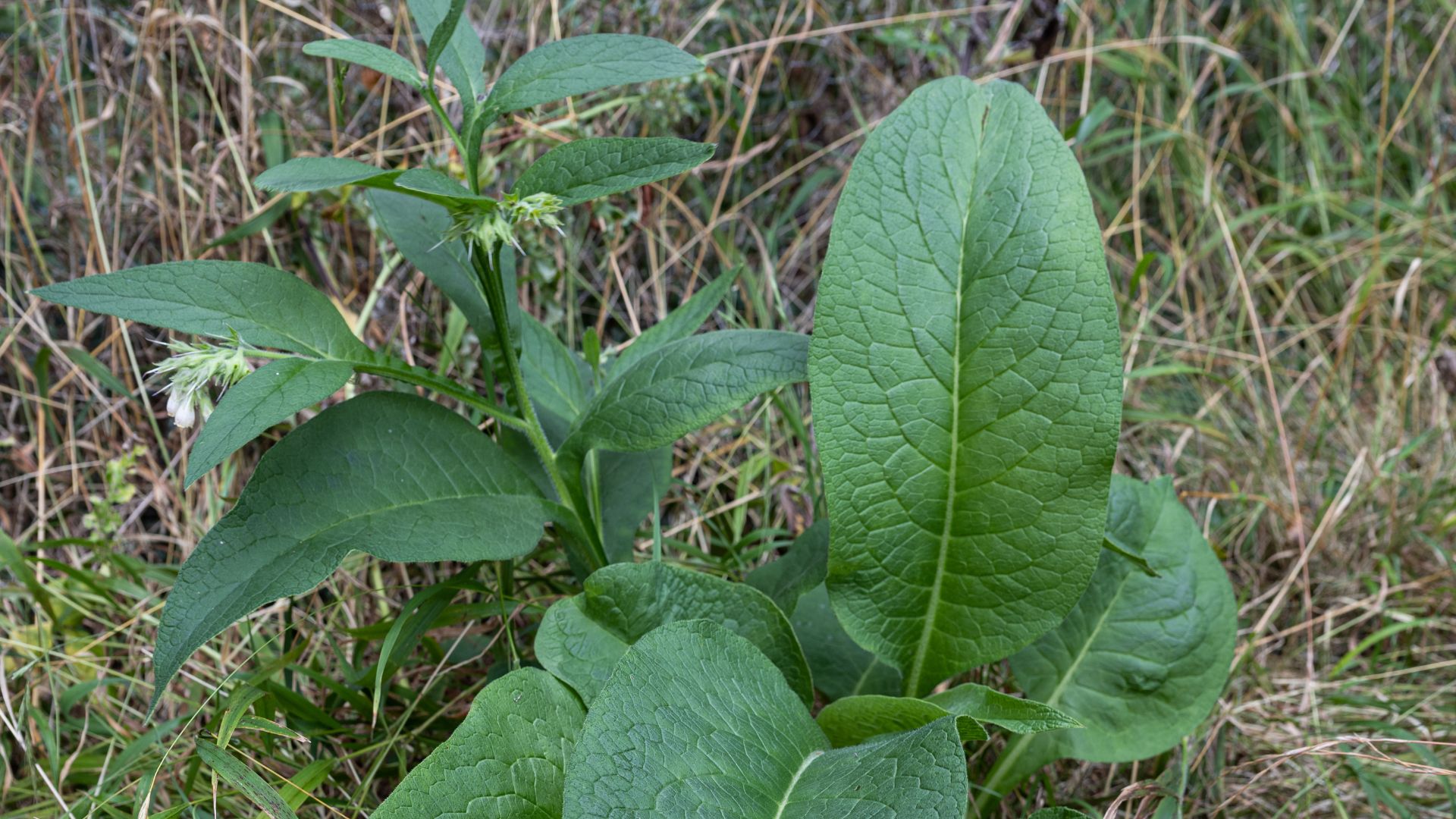 dock leaves in ground