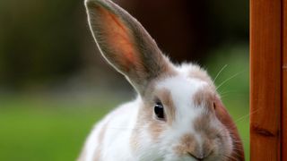 Rabbit with one ear up and one ear down