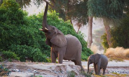 Elephants feeding