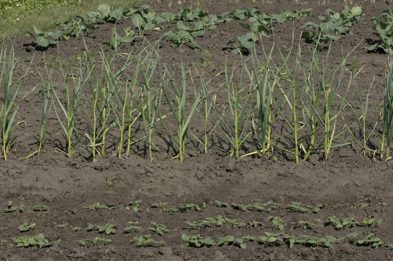 Garden With Rows Of Planted Crops