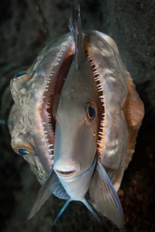 A stoic Doctorfish calmly splays its fins while getting swallowed alive by a Lizardfish.