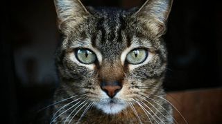 Close up of cats' eyes