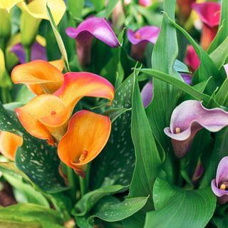 blooming colorful calla lilies - Kateryna_Mostova - GettyImages-1369524994