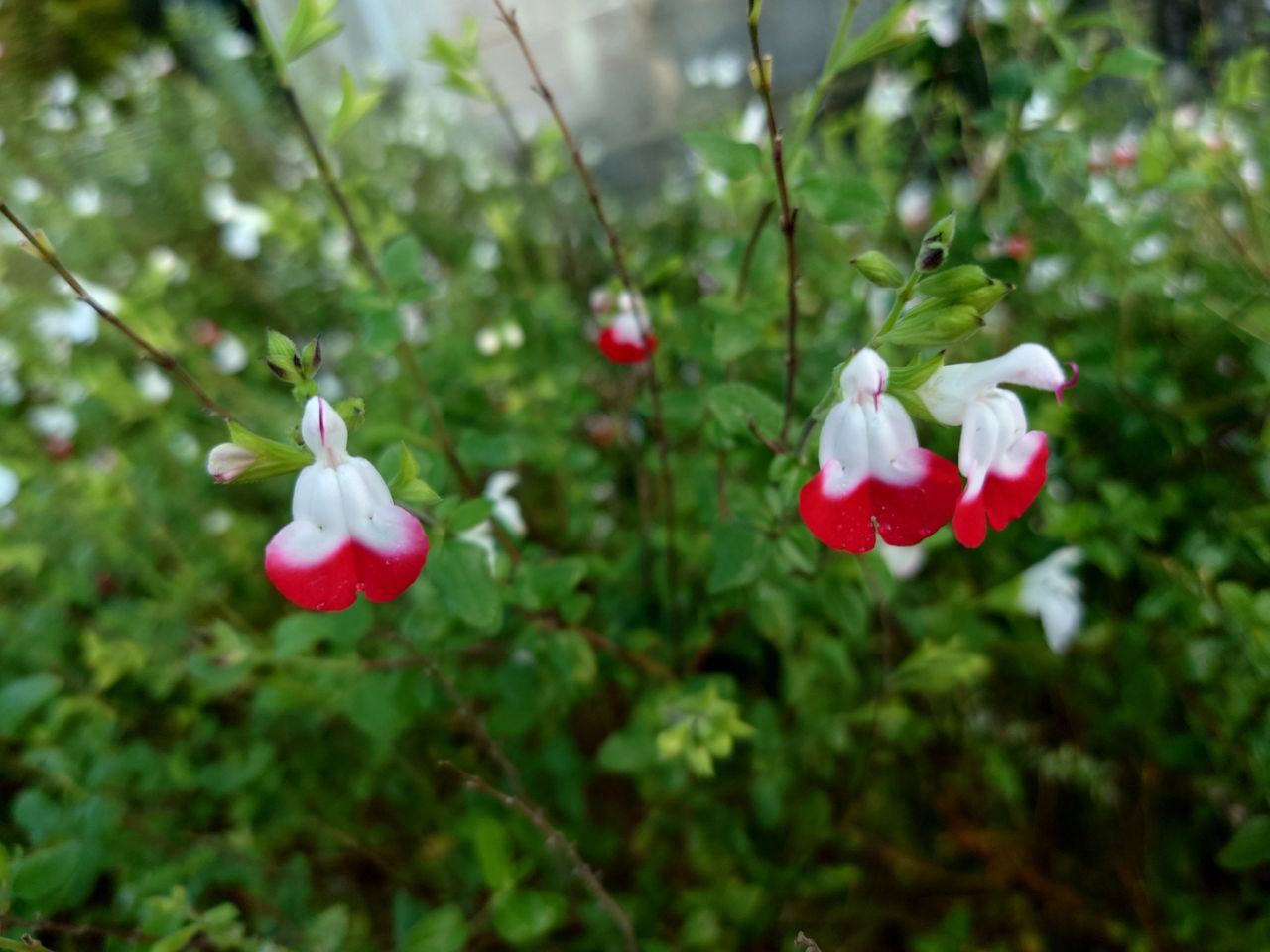 Photo taken with a Sony Xperia 5 IV smartphone camera