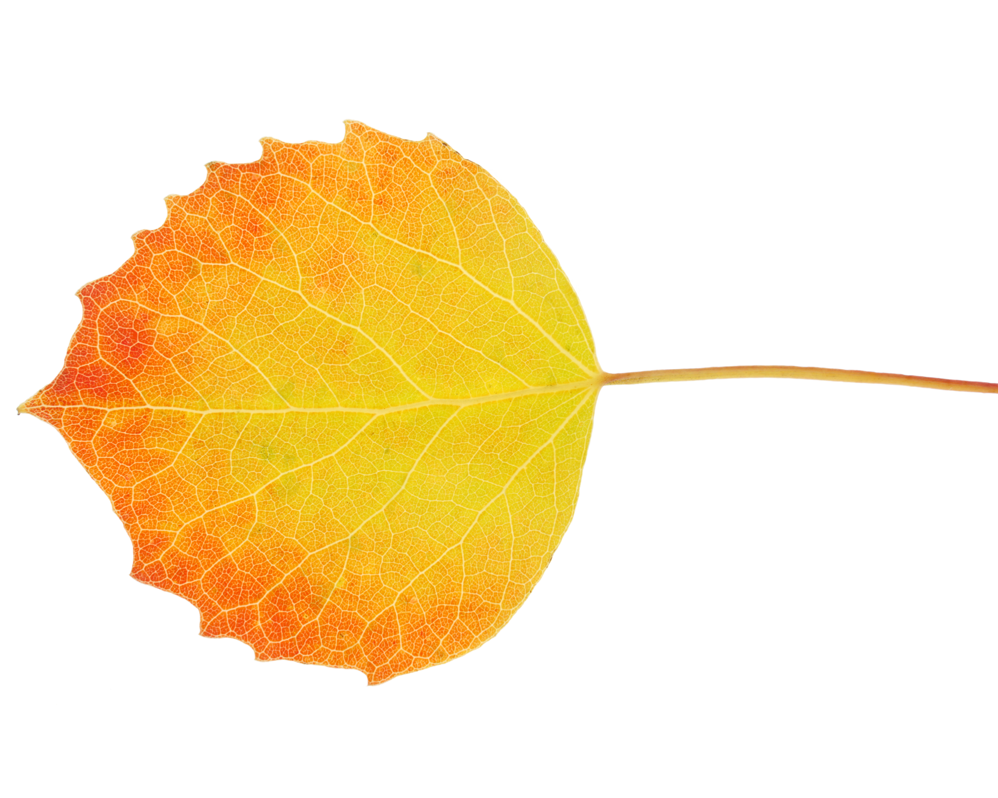 single colorful aspen leaf in autumn
