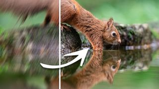 A red squirrel drinking from a body of water, with an arrow in the middle, pointing right. To the right of the arrow the image is sharp, to the left it&#039;s blurry. 