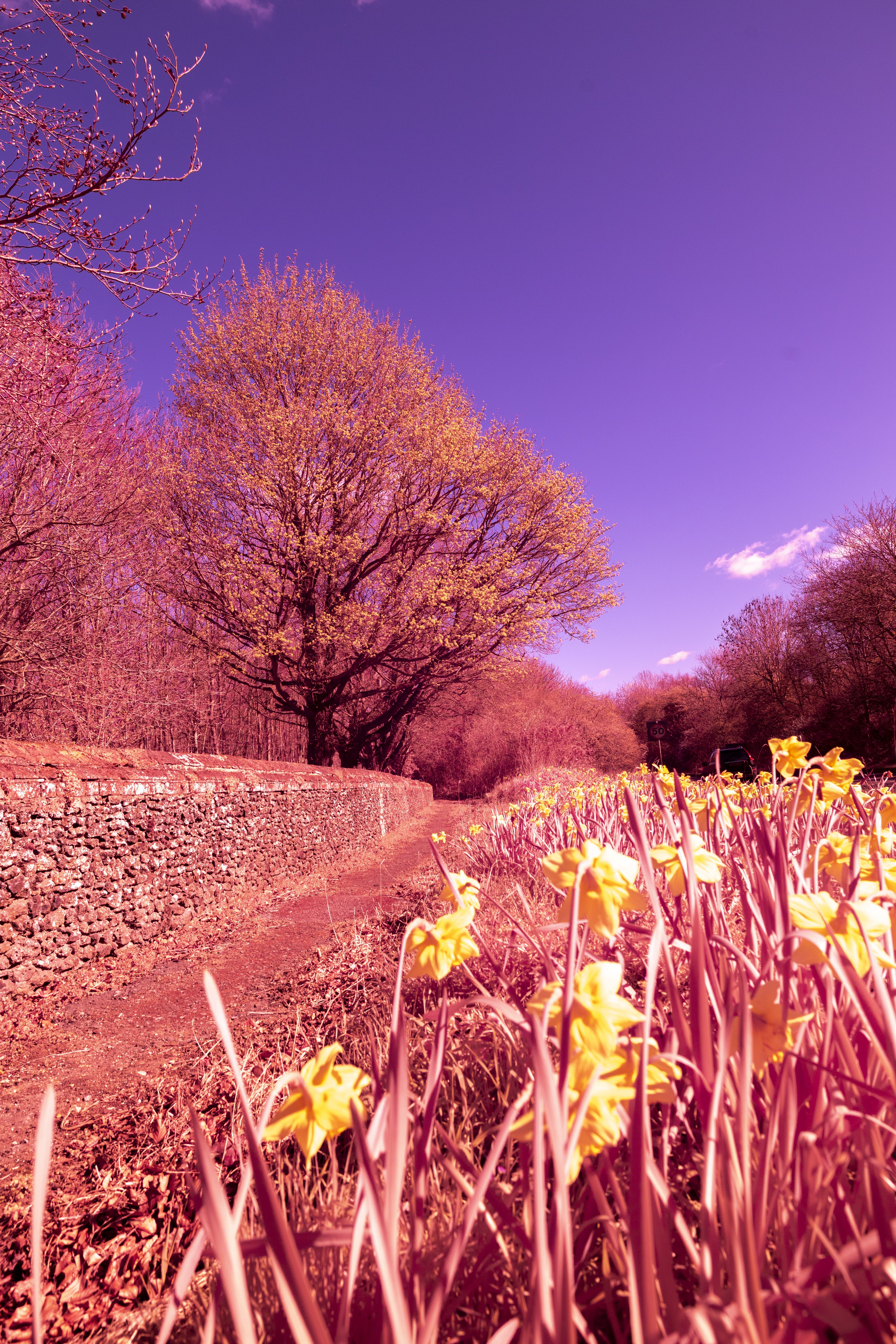 Hoya R72 Infrared Test Shot