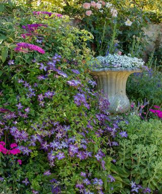 summer clematis in cottage garden with stone urn