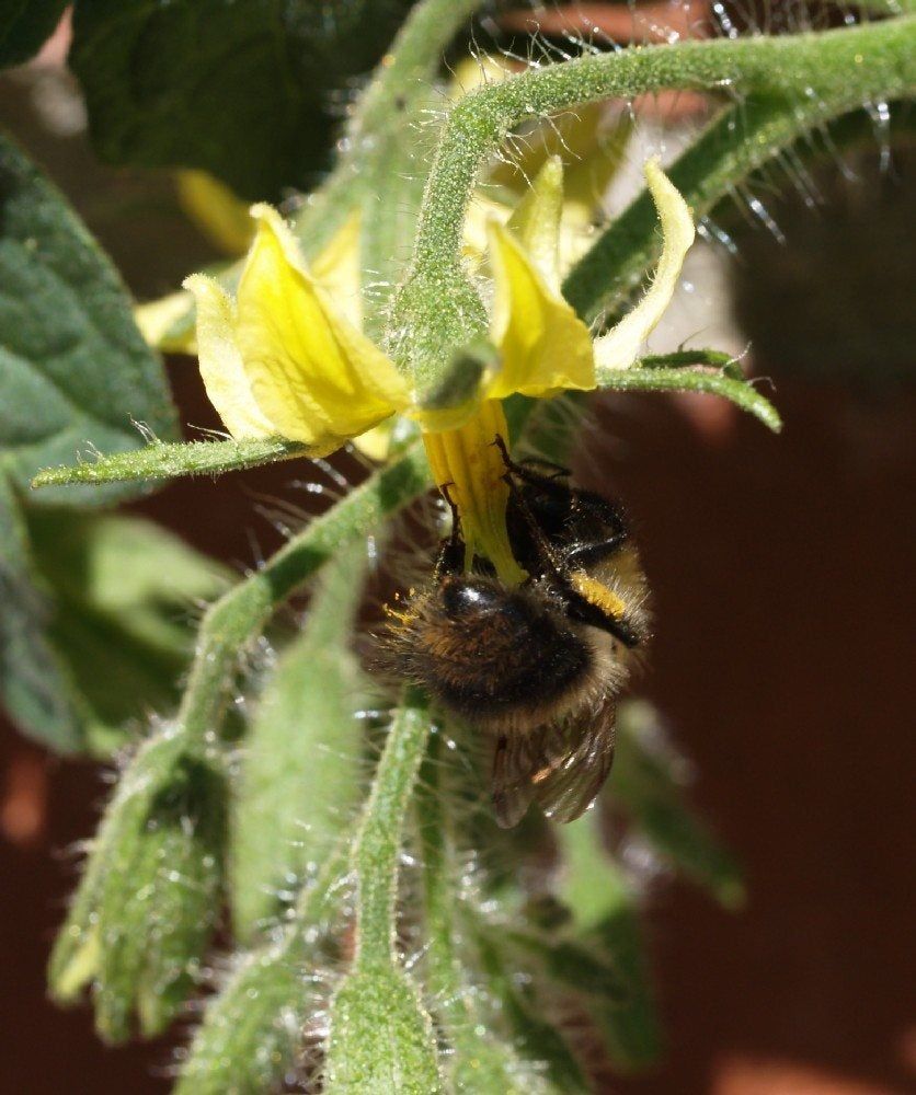 Bee Pollinating Flower