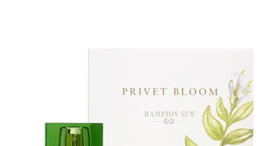 Hampton Sun Privet Bloom