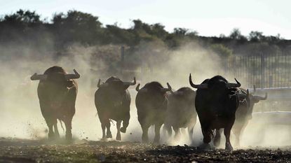 bulls stampeding