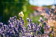 A butterfly lands on lavender plants