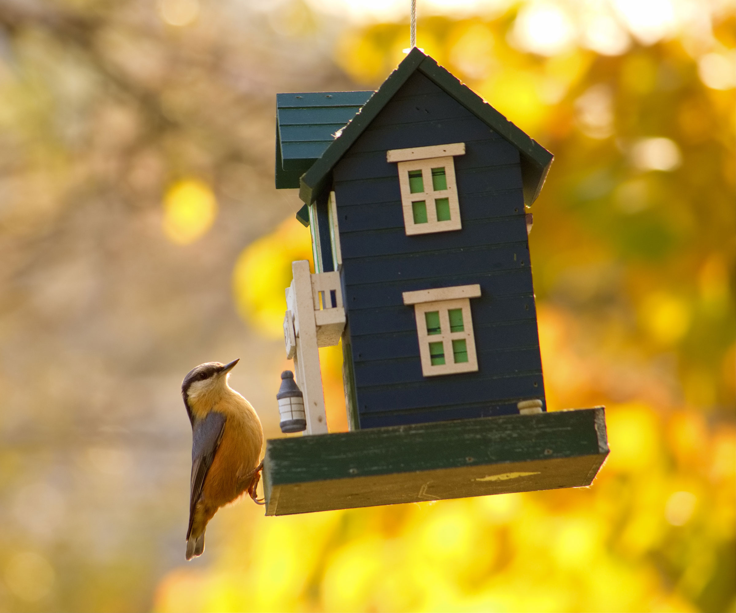 nuthatch bird sitting on blue bird house in fall