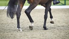 A close up of a dressage horse&rsquo;s legs in trot riding away from the camera