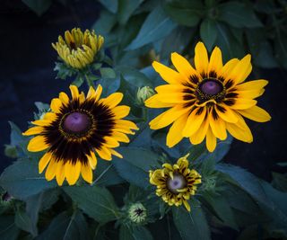 Black-Eyed Susan