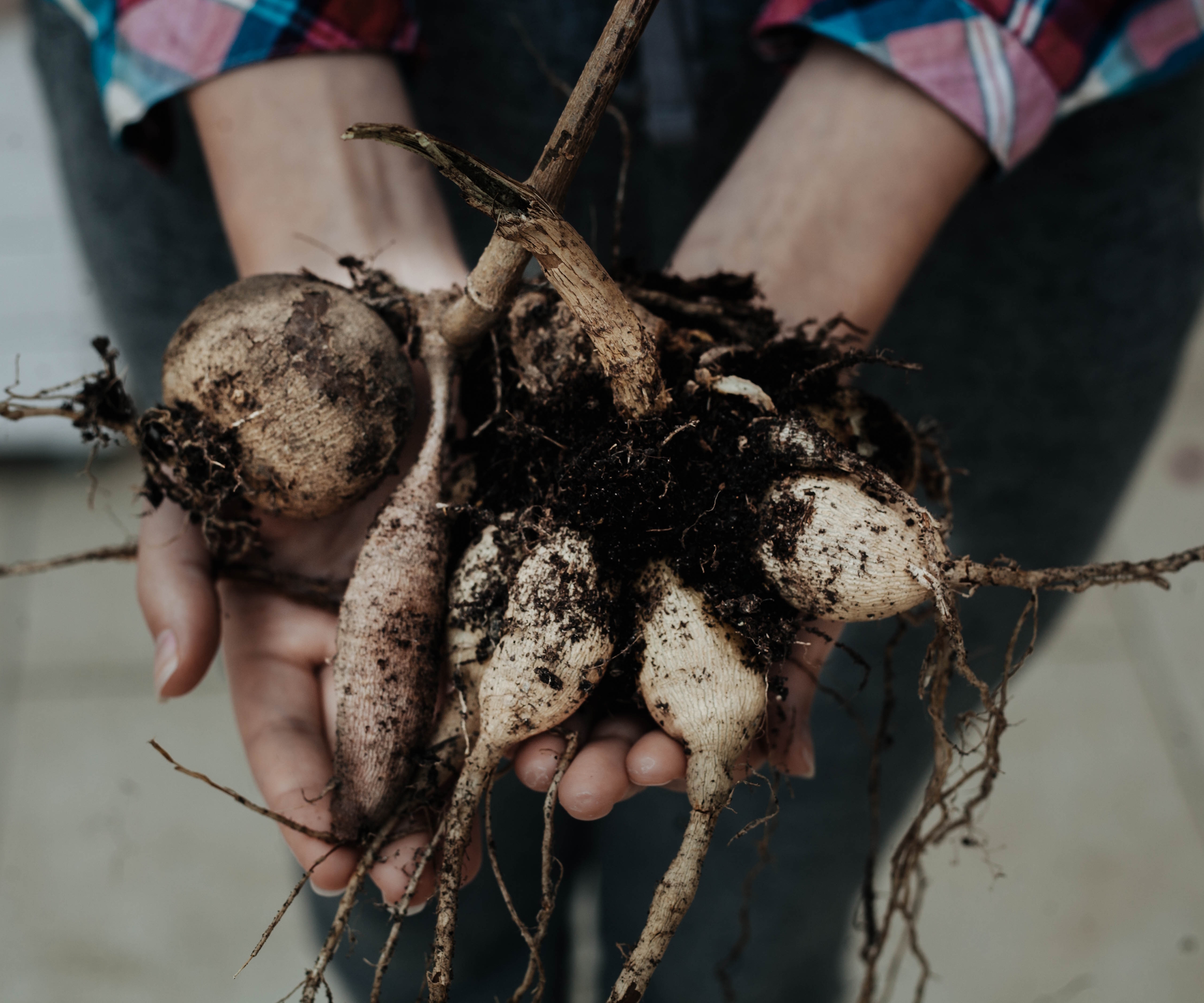 A gardener holds a large dahlia tuber covered with soil