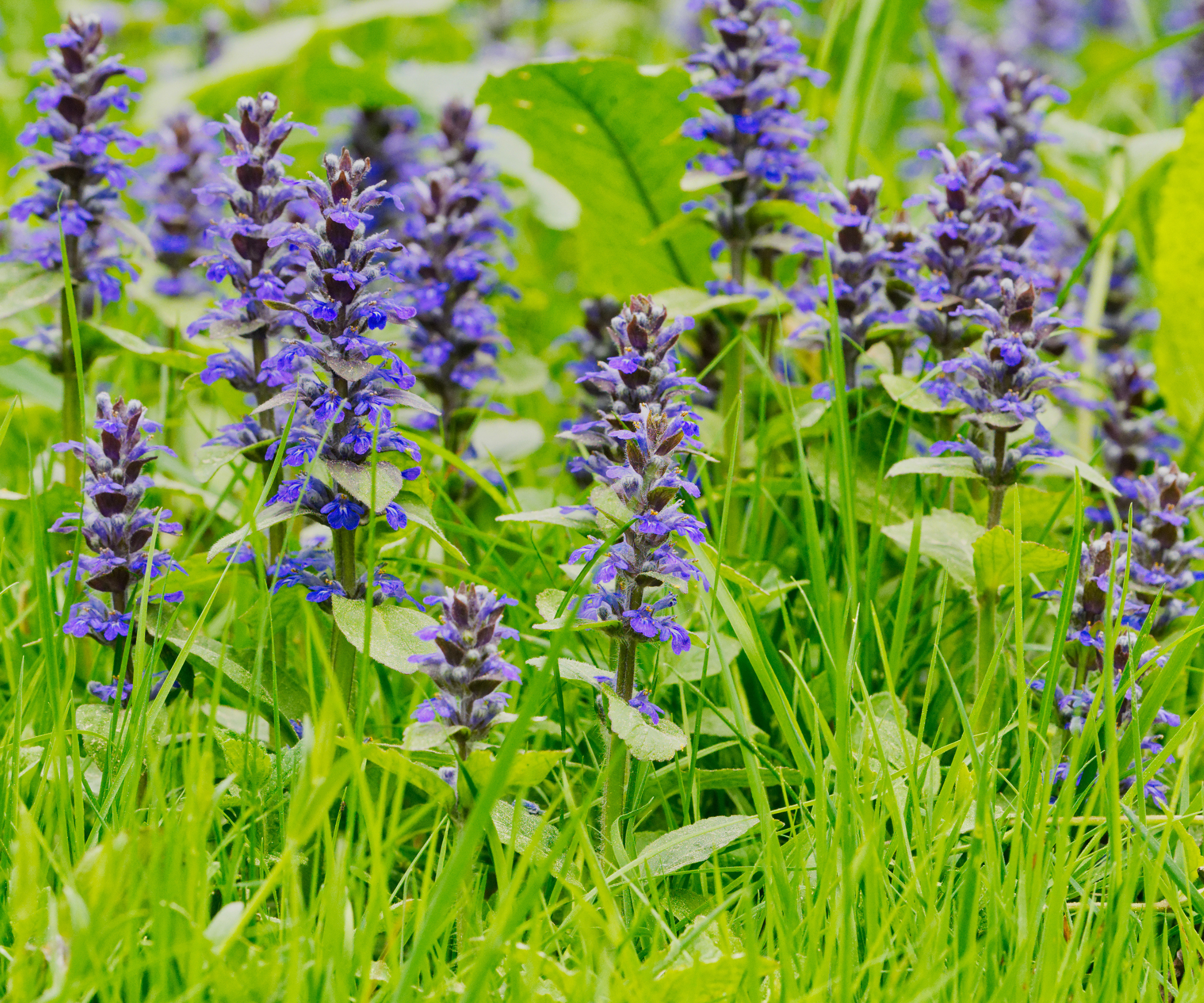 Upright bugle (Ajuga genevensis) in a wild nature
