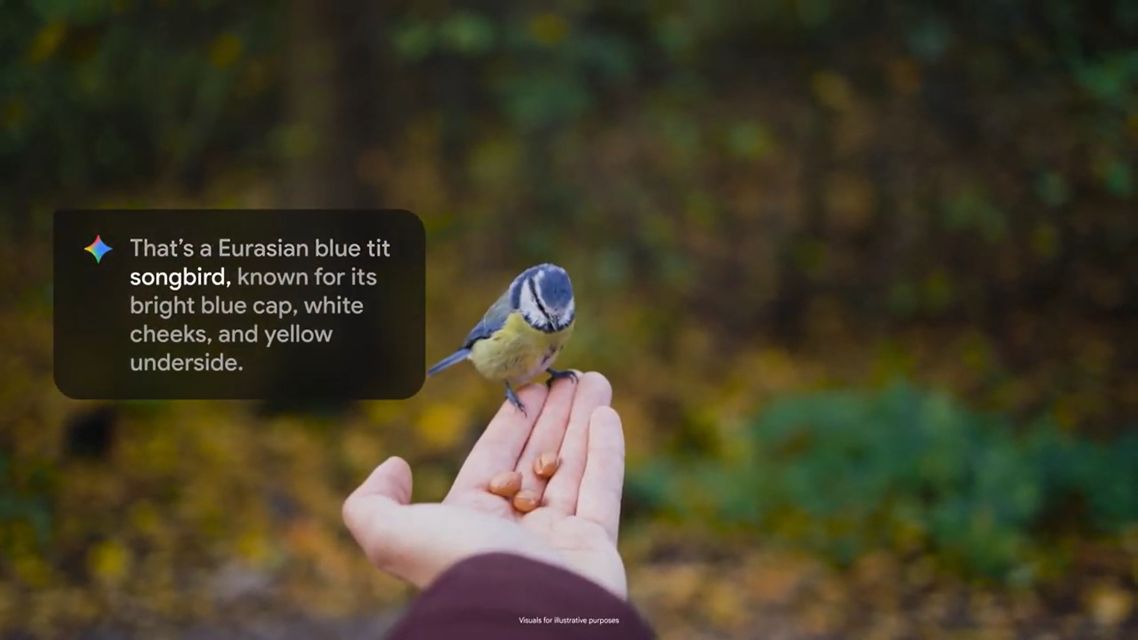 A video still of a person wearing Google glasses asking about a bird on their palm, with a pop-up text showing info on its type.