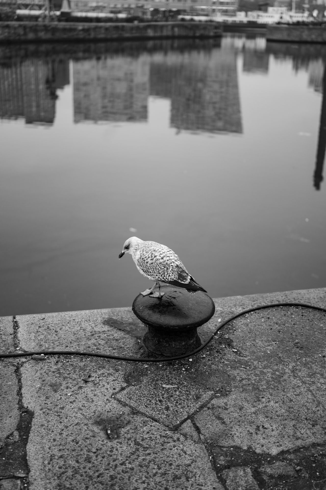 A seagull perched on a bollard in front of a marina