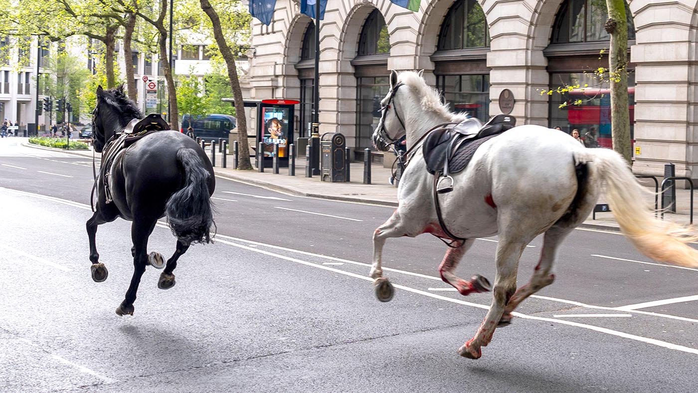 Two horses on the loose bolt through the streets of London near Aldwych. Picture date: Wednesday April 24, 2024.