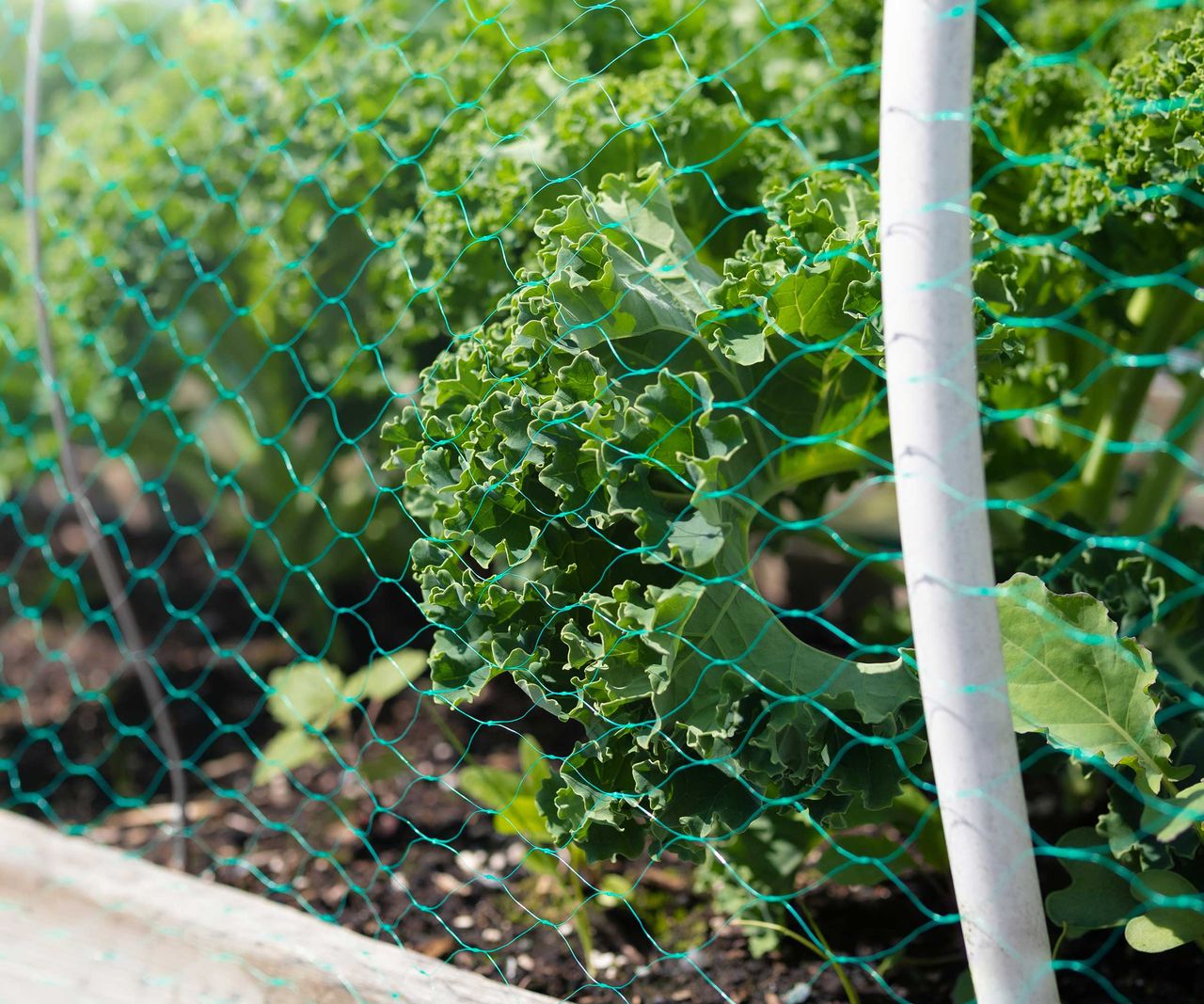 How to keep deer away from plants 5 simple tips Homes & Gardens