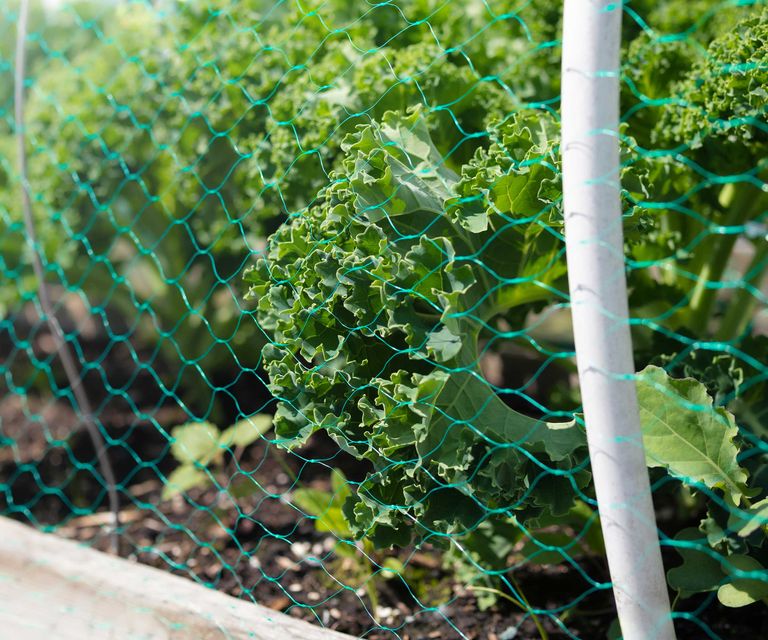 How to keep deer away from plants 5 simple tips Homes & Gardens