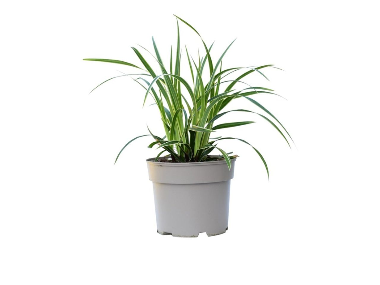 Potted Ornamental Grass