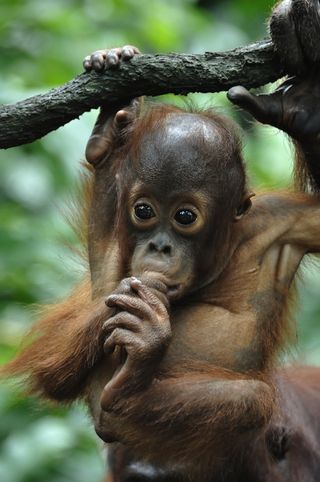An acrobatic baby orangutan sucks its 'thumb.''