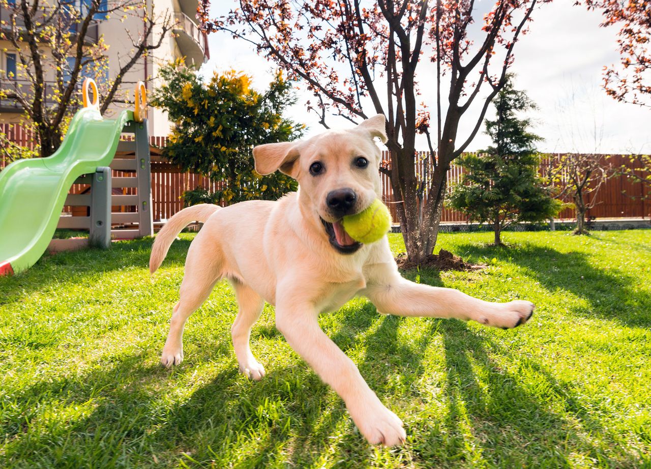 labrador puppy playing