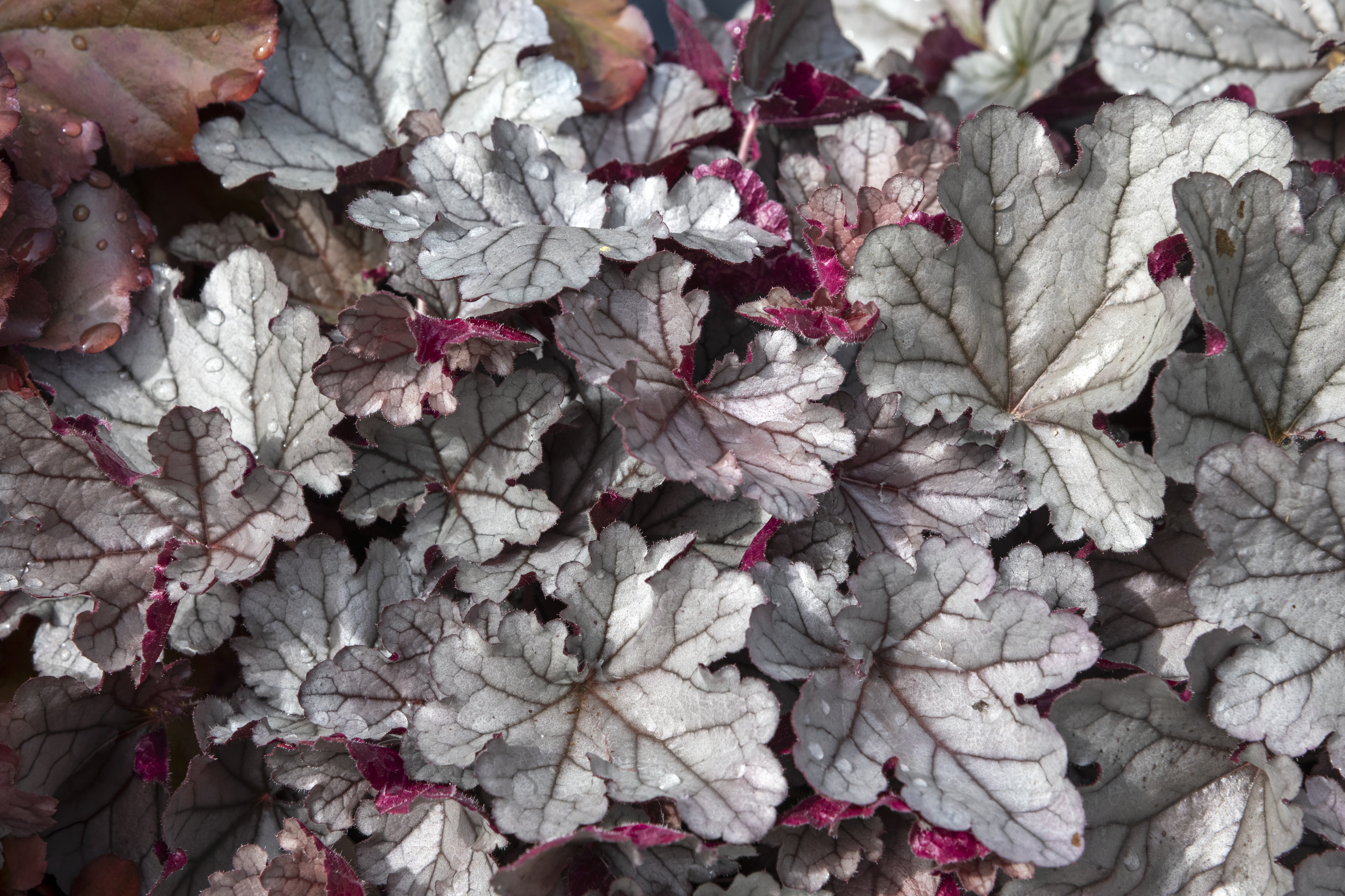 heuchera plants with silver leaves