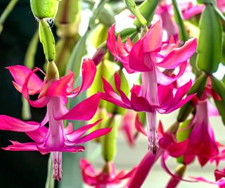 close-up of pink flowers of Christmas cactus