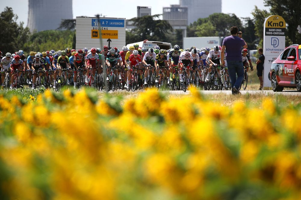 Sunflowers in Massif Central at the Tour de France