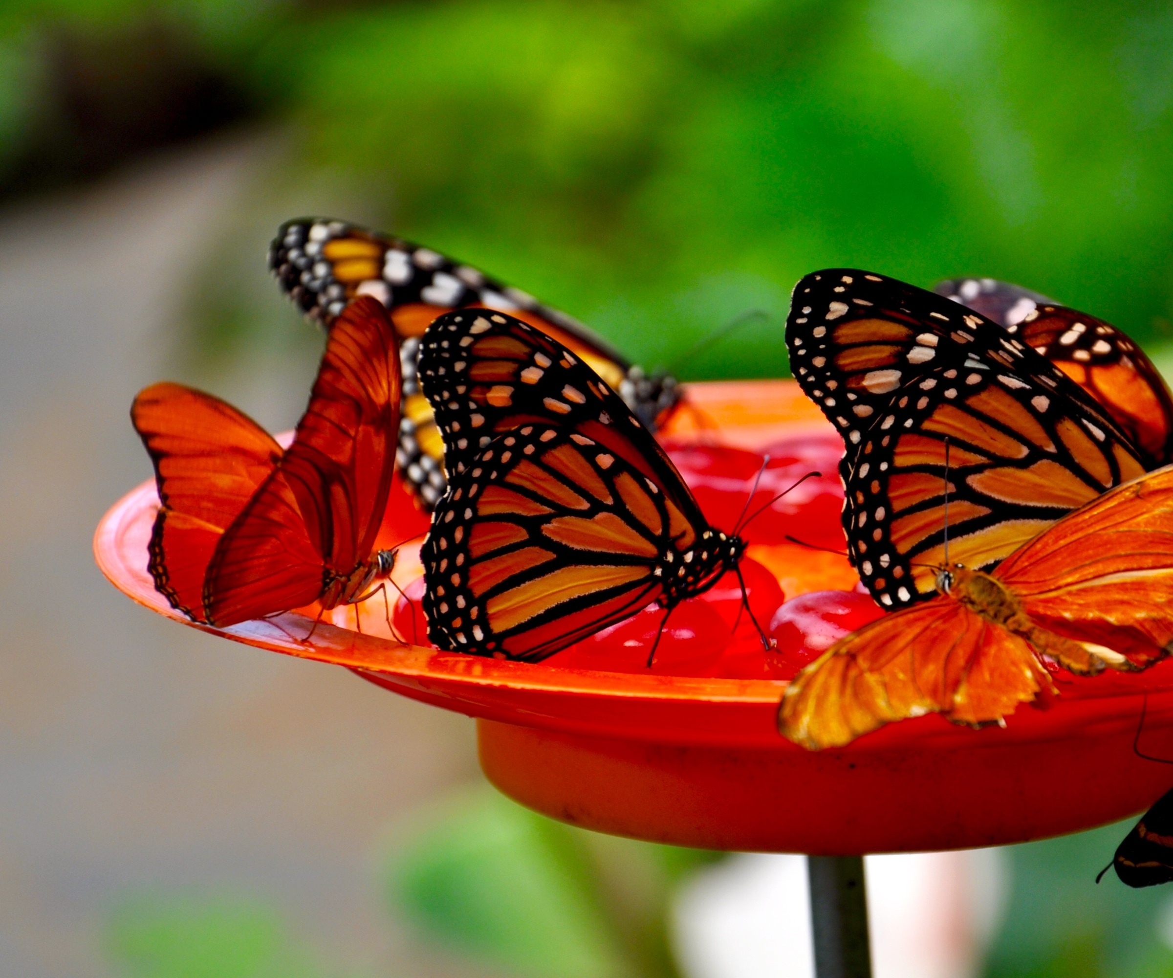 Monarch butterfly feeding on fruit