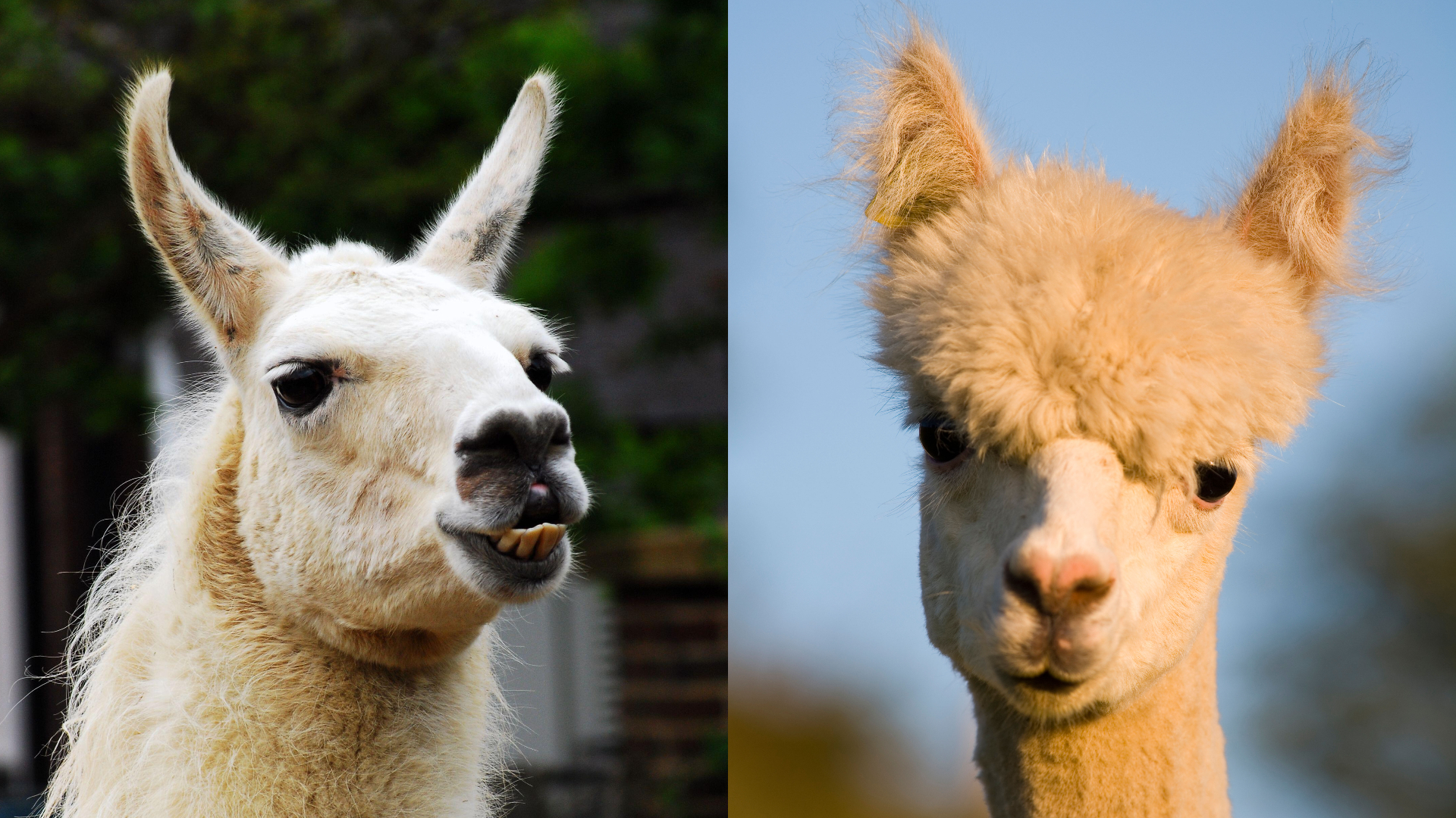 a split image showing a llama and an alpaca