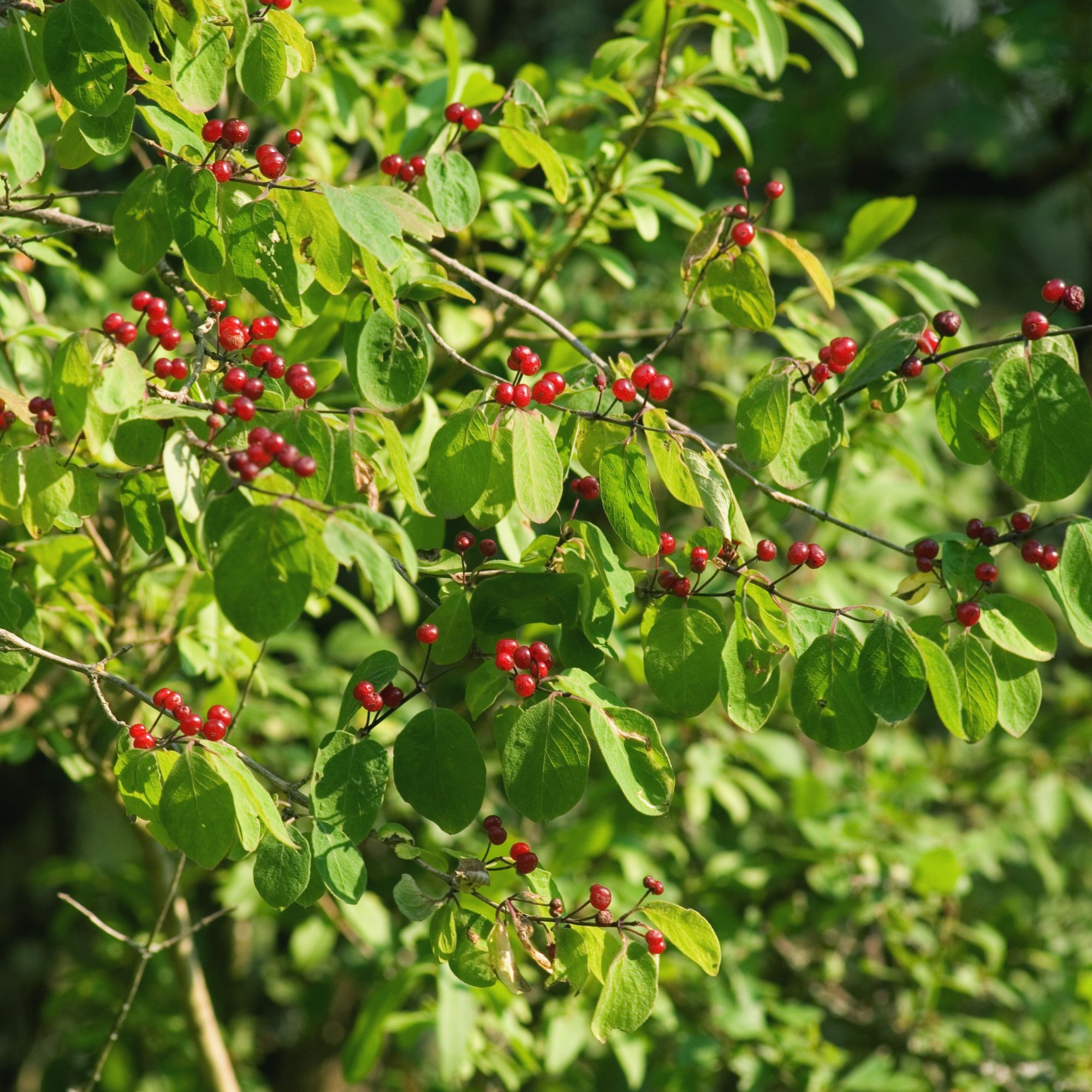Alder buckthorn shrub