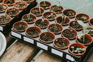 Plant pots with seeds growing