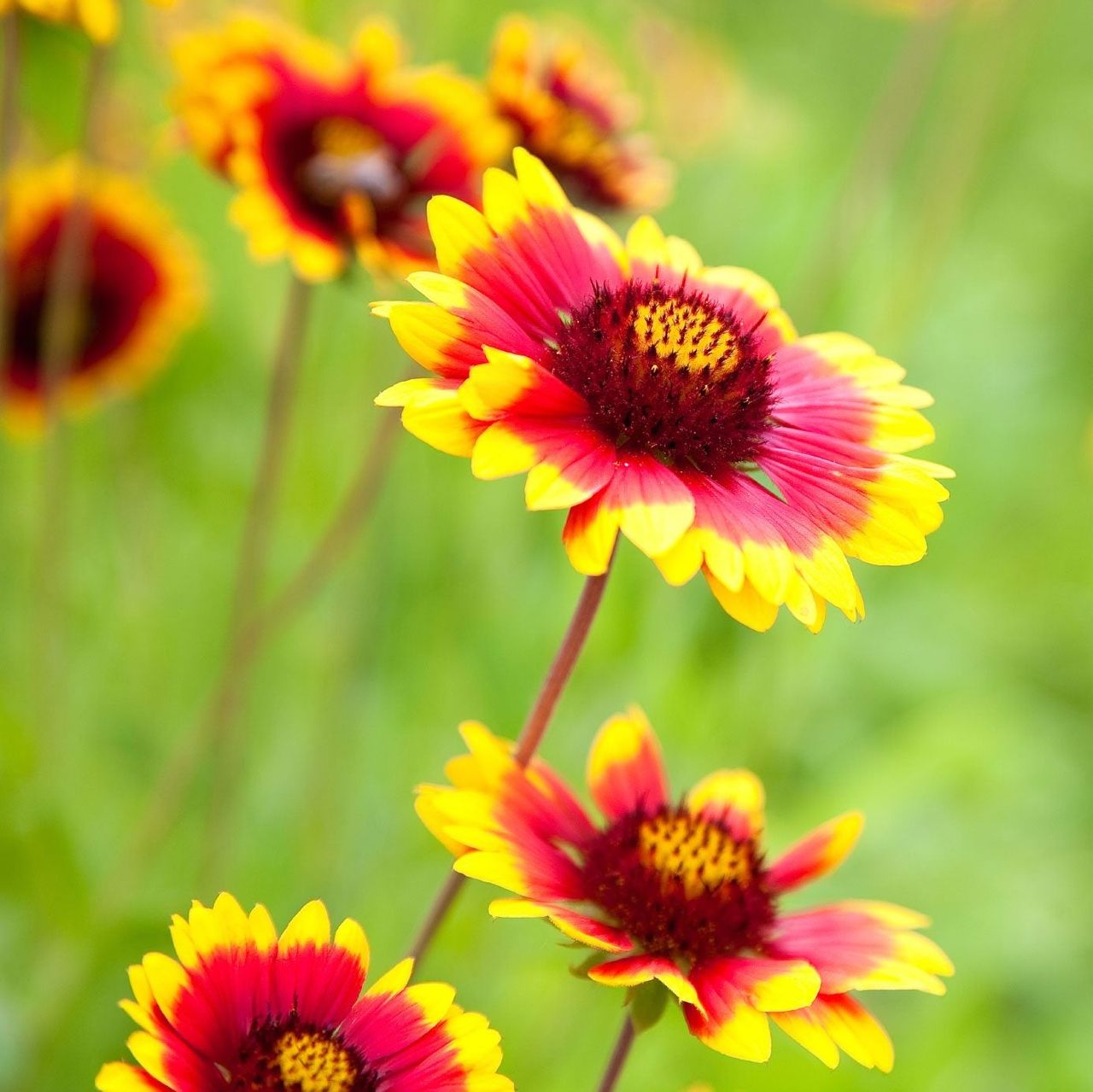 Red-Yellow Blanket Flowers