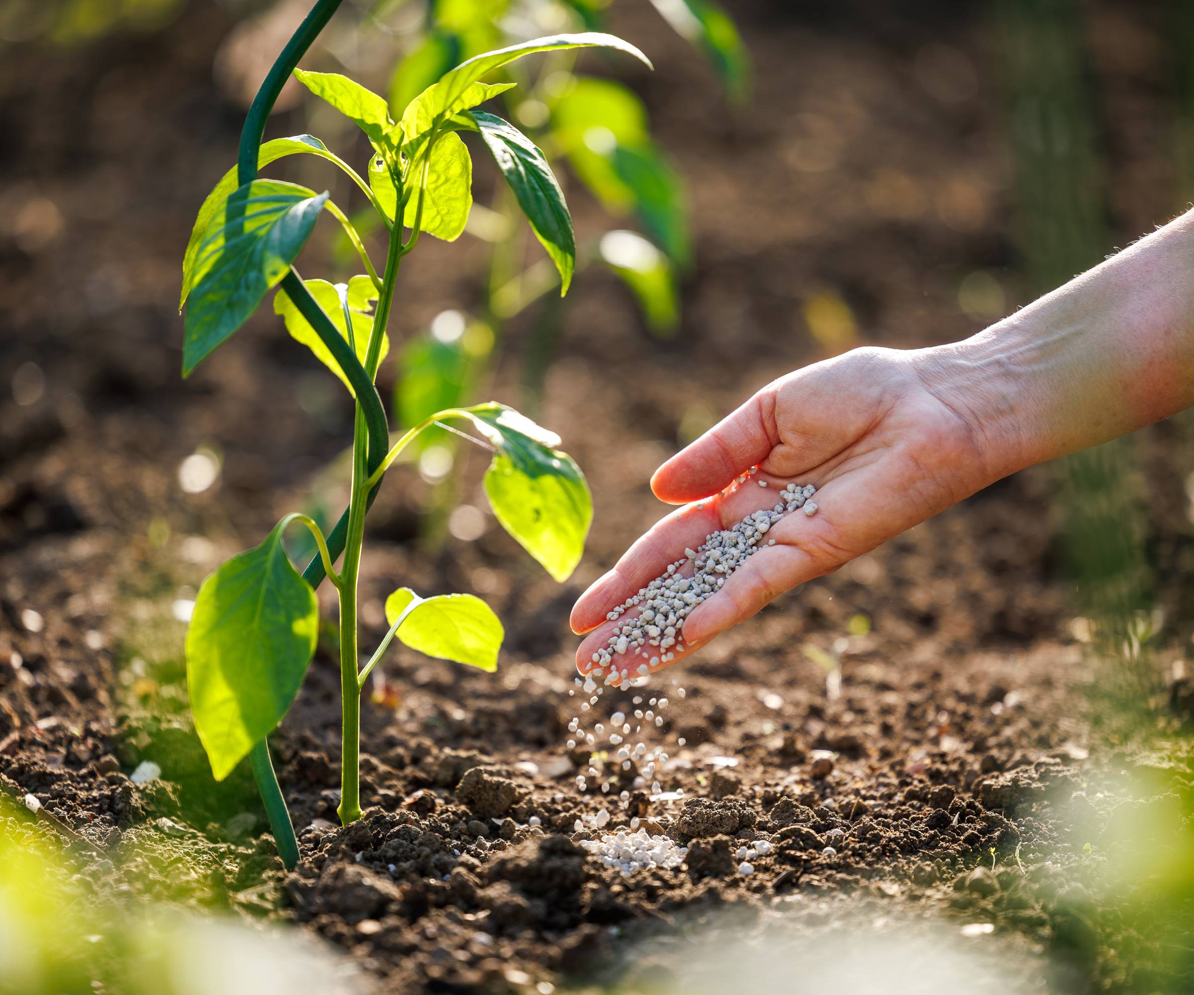 A hand drops granulated fertilizer next to a pepper seedling