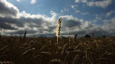 Wheat preparing to be harvested